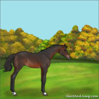 Horse Color:Brown Rabicano