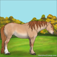 Horse Color:Red Dun  and Red Dun 