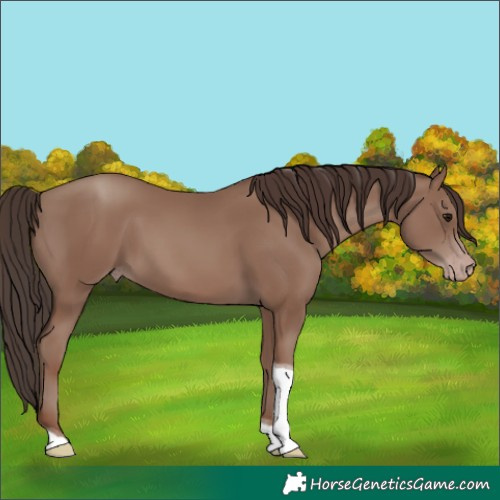 Horse Color:Classic Champagne Tobiano Rabicano 
