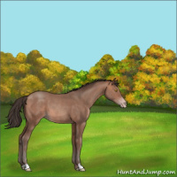 Horse Color:Sable Champagne 