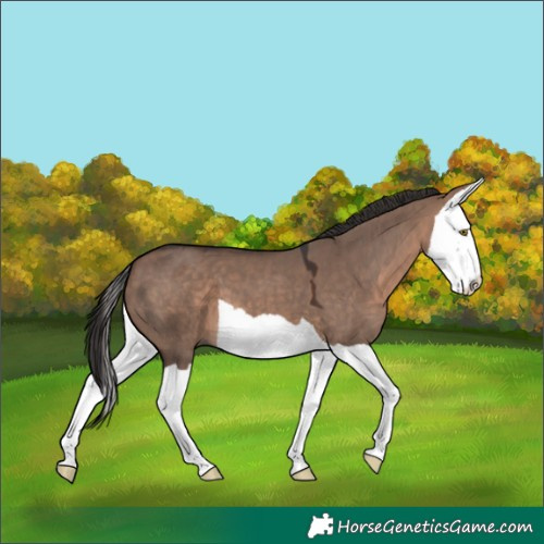 Horse Color:Brown Dun Mushroom Splash 