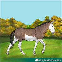 Horse Color:Brown Dun Mushroom Splash