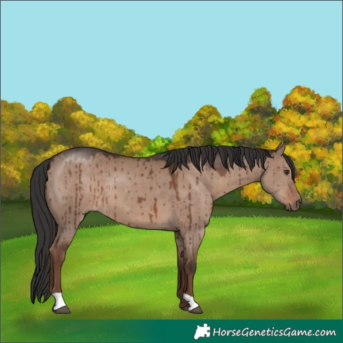 Horse Color:Liver Red Dun Brindle
