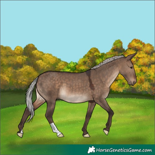 Horse Color:Silver Brown Dun 