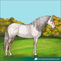 Horse Color:Red Roan  and Gray Chestnut Tobiano 