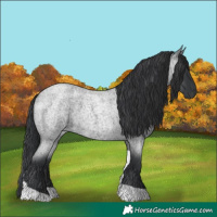 Horse Color:Blue Roan Tobiano 