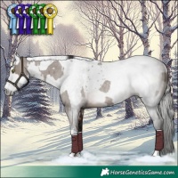 Horse Color:Smoky Grullo Roan Tobiano Rabicano  and Gray Bay Rabicano 