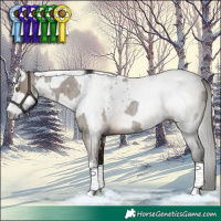Horse Color:Smoky Grullo Roan Tobiano Rabicano and Gray Bay Rabicano