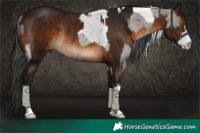 Horse Color:Smoky Grullo Roan Tobiano Rabicano  and Gray Bay Rabicano 