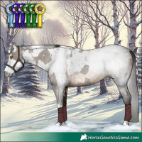Horse Color:Smoky Grullo Roan Tobiano Rabicano and Gray Bay Rabicano