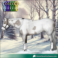 Horse Color:Smoky Grullo Roan Tobiano Rabicano  and Gray Bay Rabicano 