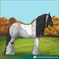 Horse Color:Blue Roan Tobiano
