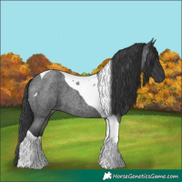 Horse Color:Blue Roan Tobiano