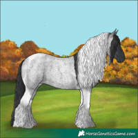 Horse Color:Blue Roan Tobiano Rabicano 