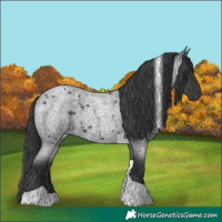 Horse Color:Blue Roan Tobiano 