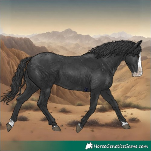 Horse Color:Black Splash 