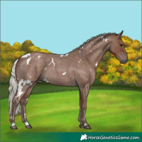 Horse Color:White Spotted Silver Blue Roan 