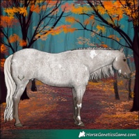 Horse Color:White Spotted Silver Blue Roan