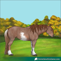 Horse Color:White Spotted Chestnut Sabino
