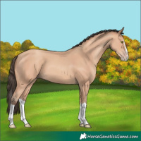 Horse Color:Amber Champagne Splash 