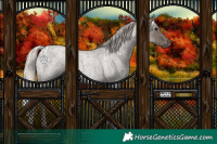 Horse Color:White Spotted Silver Blue Roan 