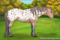 Horse Color:Bay Appaloosa 