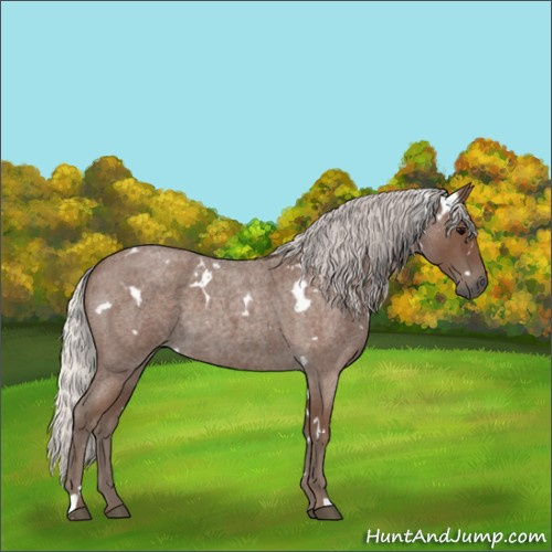 Horse Color:White Spotted Silver Blue Roan 