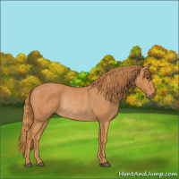 Horse Color:Chestnut Rabicano 