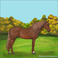 Horse Color:Chestnut Rabicano 