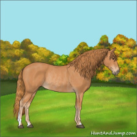 Horse Color:Chestnut Rabicano 