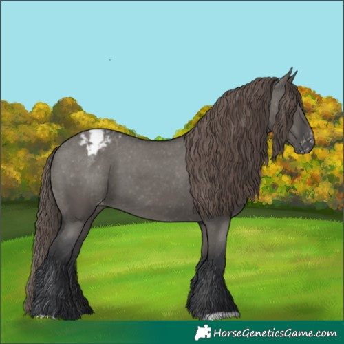 Horse Color:Grullo Appaloosa 
