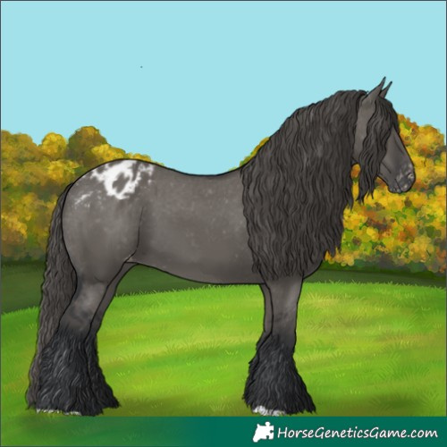 Horse Color:Grullo Appaloosa 