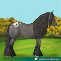 Horse Color:Grullo Appaloosa 