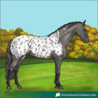 Horse Color:Grullo Appaloosa 
