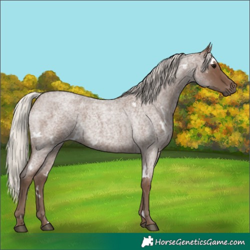 Horse Color:White Spotted Silver Blue Roan 