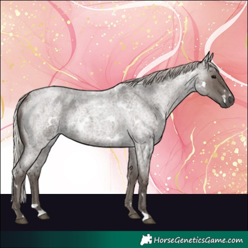 Horse Color:White Spotted Silver Blue Roan 