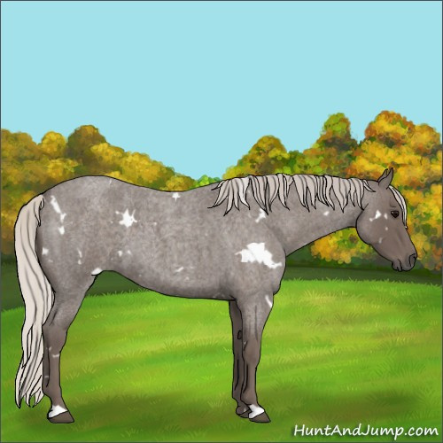 Horse Color:White Spotted Silver Blue Roan 
