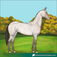 Horse Color:Amber Champagne Roan Dun 