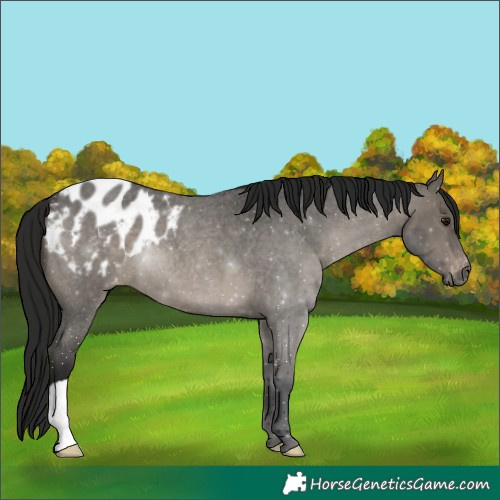 Horse Color:Gray Grullo Roan Appaloosa 