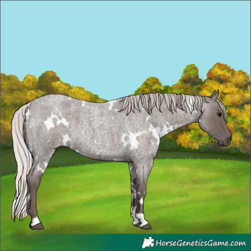 Horse Color:White Spotted Silver Blue Roan 