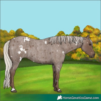 Horse Color:White Spotted Silver Blue Roan 
