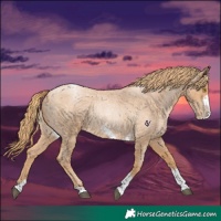 Horse Color:Red Roan Pearl Tobiano Frame 