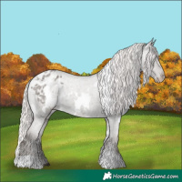 Horse Color:White Spotted Silver Blue Roan Appaloosa