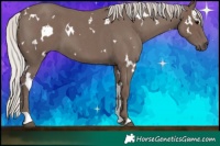 Horse Color:White Spotted Silver Blue Roan 