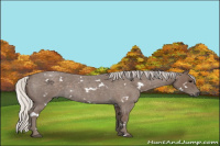 Horse Color:White Spotted Silver Blue Roan 