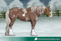 Horse Color:White Spotted Silver Black 