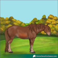Horse Color:Chestnut 