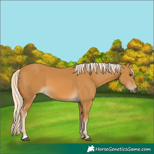 Horse Color:Palomino