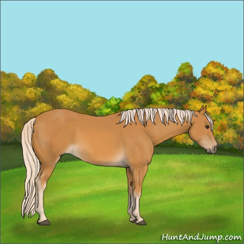 Horse Color:Palomino 