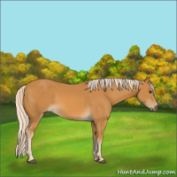 Horse Color:Palomino 